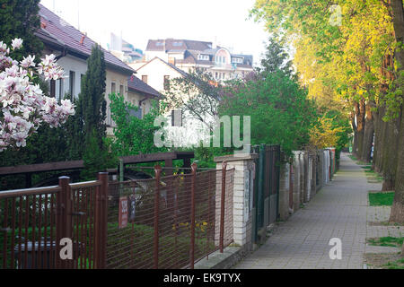 Albero di magnolia in background Spring Street Foto Stock