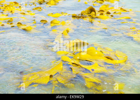 Kelp gigante al punto di Stirling, Isola del Sud. Kelp cresce in queste acque fredde. È l'alga considerata avere super-nutrienti Foto Stock