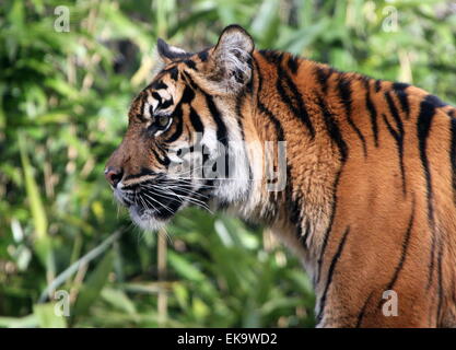 Femmina tigre di Sumatra (Panthera tigris sumatrae) nel ritratto di profilo Foto Stock
