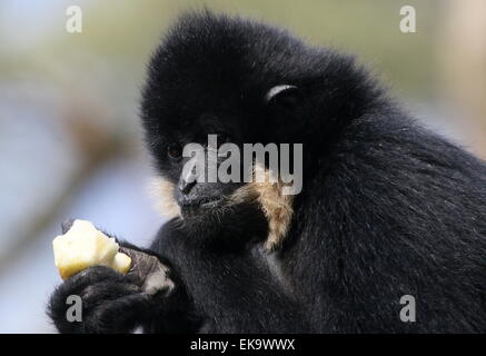 Giallo femmina cheeked gibbone (Nomascus gabriellae), a.k.a. golden cheeked crested gibbone mangiare la frutta Foto Stock