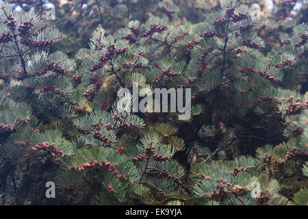 Giovani abete rosso con i coni Foto Stock