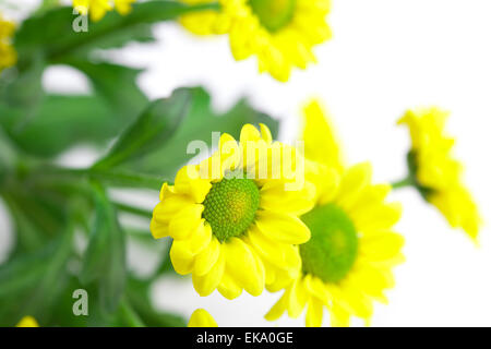 Margherite giallo isolato su bianco Foto Stock