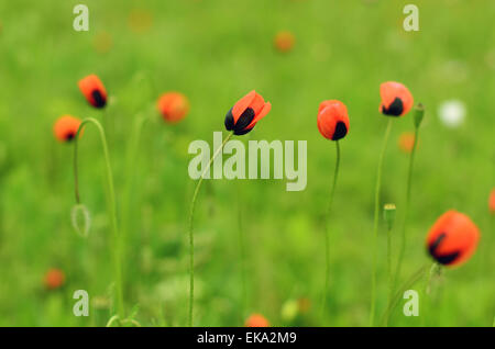 Prato con bella papavero rosso fiori in primavera in Crimea Foto Stock