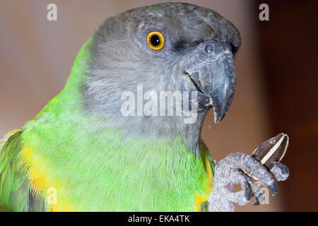 Bella e verde e giallo senegal parrot closeup Foto Stock