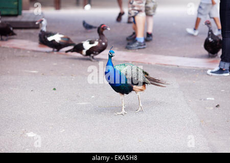 Peacock percorrendo a piedi il percorso allo zoo Foto Stock