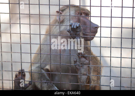 Monkey dietro le sbarre in un zoo Foto Stock