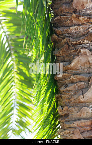 Foglia di palma in presenza di luce solare Foto Stock