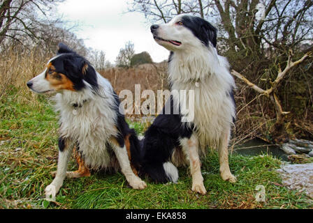 Due Border collies seduto e guardando Foto Stock