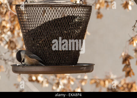 Nero-capped Luisa, Poecile atricapillus, becchettare in un olio di semi di girasole in alimentatore di sementi Foto Stock
