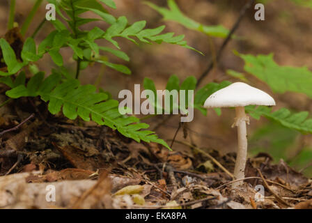 Angelo distruttore fungo Amanita bisporigera, crescendo sul suolo della foresta sotto una felce, Charleston Lake Provincial Park Foto Stock