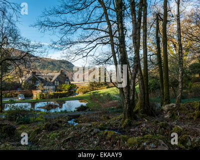 Paesaggio gallese, raffigurante la molla daffodil in fiore in un bel bosco impostazione con una campagna vista di Afon Mawddach area. Foto Stock