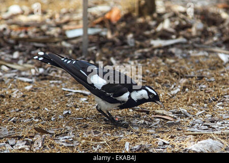 Gazza-lark (Grallina cyanoleuca) seduto sul pavimento a Sydney, in Australia. Foto Stock