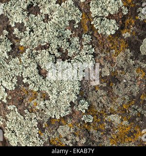 Naturale di pietra di granito la texture dello sfondo. Ruvido e arrugginito. Close-up, macro Foto Stock