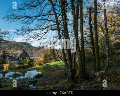 Paesaggio gallese, raffigurante la molla daffodil in fiore in un bel bosco impostazione con una campagna vista di Afon Mawddach area. Foto Stock