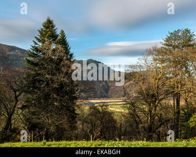 Paesaggio gallese, raffigurante la molla daffodil in fiore a Penmaenpool in primo piano, con una foresta e la campagna vista Foto Stock