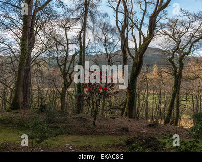 Il Galles centrale orizzontale, raffigurante una vivace fioritura rossa camellia bush, in un bosco di impostazione, con la foresta e la campagna vista. Foto Stock