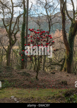 Il Galles centrale orizzontale, raffigurante una vivace fioritura rossa camellia bush, in un bosco di impostazione, con la foresta e la campagna vista. Foto Stock