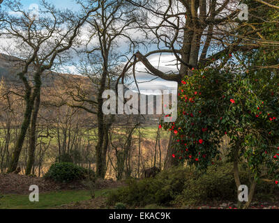 Il Galles centrale orizzontale, raffigurante una vivace fioritura rossa camellia bush, in un bosco di impostazione, con la foresta e la campagna vista. Foto Stock