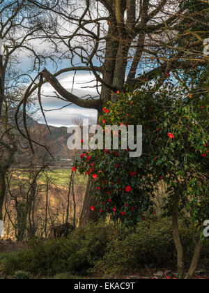 Il Galles centrale orizzontale, raffigurante una vivace fioritura rossa camellia bush, in un bosco di impostazione, con la foresta e la campagna vista. Foto Stock