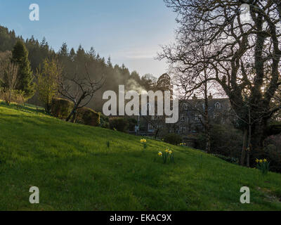 Paesaggio gallese, raffigurante la molla daffodil in fiore in una graziosa zona boschiva nei pressi di Penmaenuchaf country house. Foto Stock