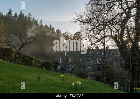 Paesaggio gallese, raffigurante la molla daffodil in fiore in una graziosa zona boschiva nei pressi di Penmaenuchaf country house. Foto Stock