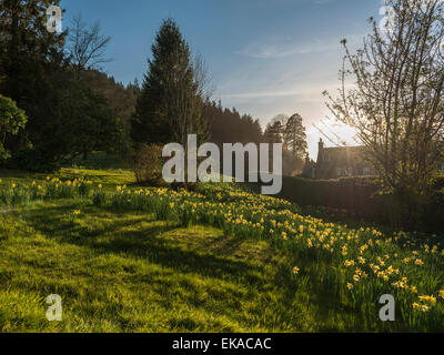 Paesaggio gallese, raffigurante la molla daffodil in fiore in una graziosa zona boschiva nei pressi di Penmaenuchaf country house. Foto Stock