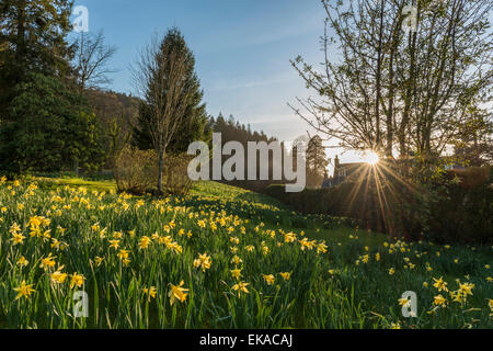 Paesaggio gallese, raffigurante la molla daffodil in fiore in una graziosa zona boschiva nei pressi di Penmaenuchaf country house. Foto Stock