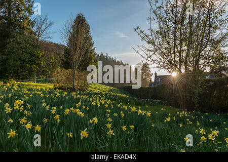 Paesaggio gallese, raffigurante la molla daffodil in fiore in una graziosa zona boschiva nei pressi di Penmaenuchaf country house. Foto Stock