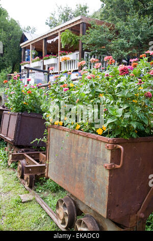Fiori colorati nel settore minerario box cars, Mogollon, NM, Stati Uniti d'America Foto Stock