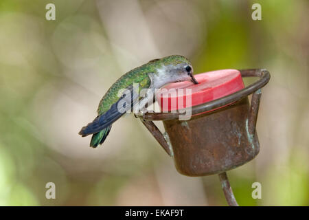 Costa's Hummingbird a alimentatore - Calypte costae (femmina) Foto Stock