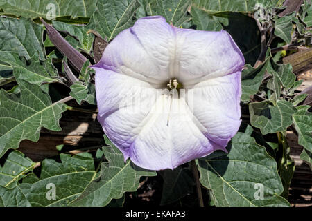 Datura inoxia (thorn-apple, roverella thorn-apple, Indiano-apple, lovache, moonflower, sacro, datura nacazcul, toloatzin, tolguache Foto Stock