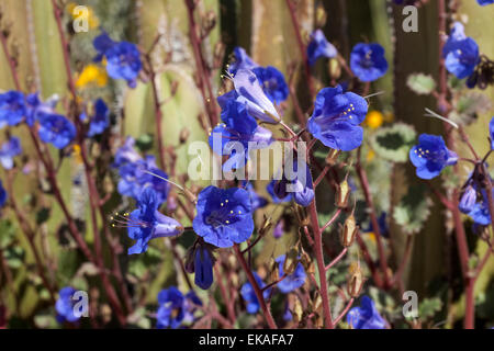 Desert Blue Bells - Phacelia campanularia Foto Stock