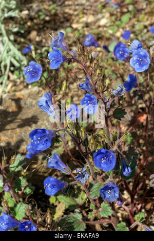 Desert Blue Bells - Phacelia campanularia Foto Stock