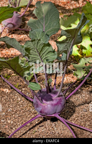 Il cavolo rapa (tedesco rapa o cavolo rapa) Brassica oleracea Foto Stock