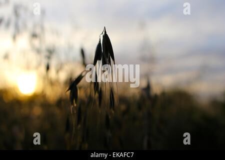 Il sole tramonta su un prato di erba selvatica a Phoenix, Arizona. Foto Stock