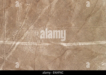 Linee di Nazca cane geoglyph in Perù Foto Stock