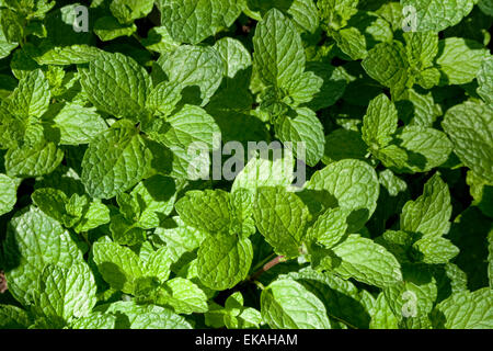 O di menta verde menta verde - Mentha spicata, è una specie di menta nativa per Europa e Asia Foto Stock