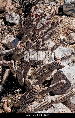 Cono di abete rosso Cactus, Tephrocactus articulatus var. inermis, Opuntia - Argentina Foto Stock