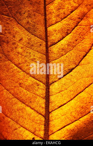 Autunno foglia di magnolia, molto superficiale focus, fotografia macro Foto Stock