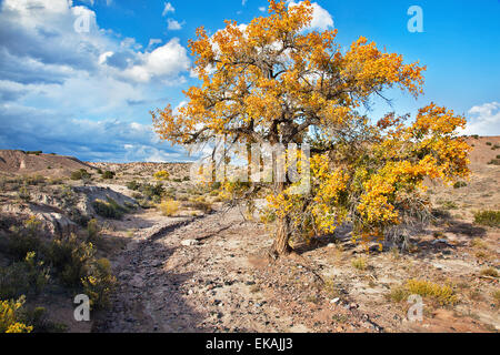 Le foglie di giallo dei cottonwoods aggiungere un carismatic flair per i colori dell'autunno nella zona vicino a New Mexico settentrionale villaggio. Foto Stock