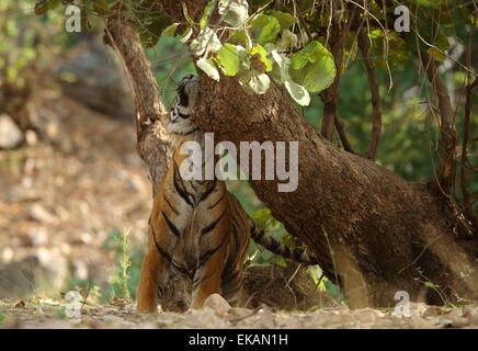 Un royal tigre del Bengala marcatura territorio in Ranthambhore Parco Nazionale dell'India Foto Stock