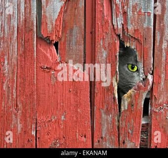 Cat spiata attraverso un foro in un legno granaio rosso. Foto Stock