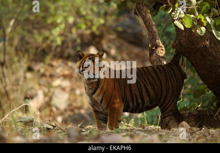 Un royal tigre del Bengala marcatura territorio in Ranthambhore Parco Nazionale dell'India Foto Stock