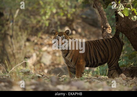 Un royal tigre del Bengala marcatura territorio in Ranthambhore Parco Nazionale dell'India Foto Stock