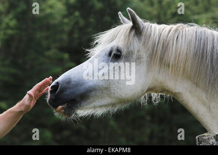 Cavallo singolo sul prato in Scozia Foto Stock