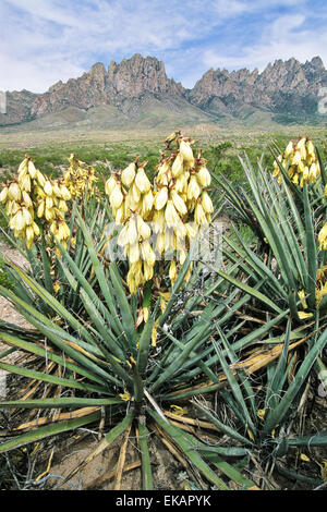 In aprile e in maggio il bianco crema fiori appaiono in mezzo alle pungenti foglie di una di una baionetta spagnola yucca. Foto Stock