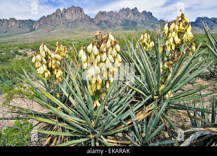 In aprile e in maggio il bianco crema fiori appaiono in mezzo alle pungenti foglie di una baionetta spagnola yucca. Foto Stock