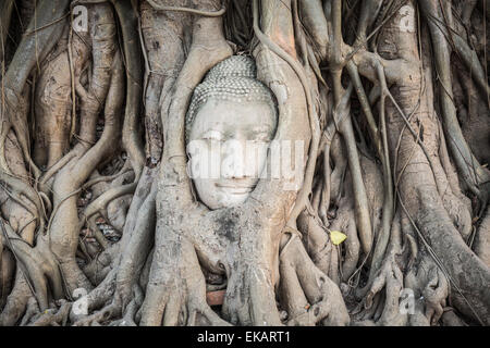 Testa di Buddha ricoperta da alberi di fico in Wat Mahatat. Al parco storico di Ayutthaya Foto Stock