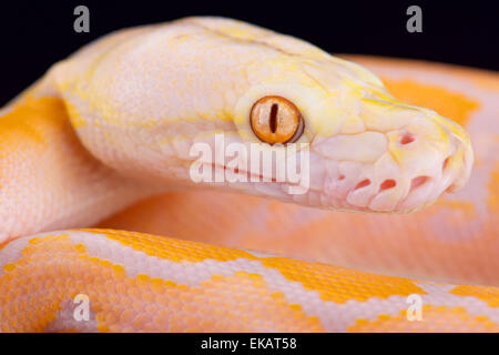 Albino pitone reticolato (Malayopython reticulatus) Foto Stock