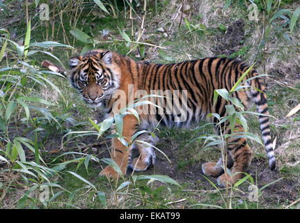 Sei mesi la tigre di Sumatra cub (Panthera tigris sumatrae) andati ad esplorare Foto Stock